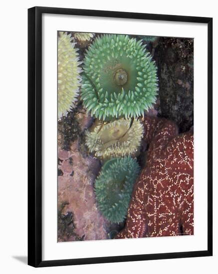 Green Sea Anemones and Sea Star on Rialto Beach, Olympic National Park, Washington, USA-null-Framed Photographic Print