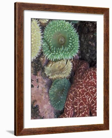 Green Sea Anemones and Sea Star on Rialto Beach, Olympic National Park, Washington, USA-null-Framed Photographic Print