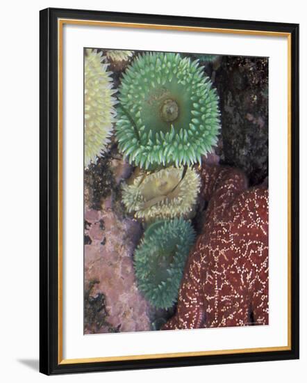 Green Sea Anemones and Sea Star on Rialto Beach, Olympic National Park, Washington, USA-null-Framed Photographic Print