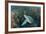 Green Sea Turtle, Aliwal Shoal, Umkomaas, KwaZulu-Natal, South Africa-Pete Oxford-Framed Photographic Print