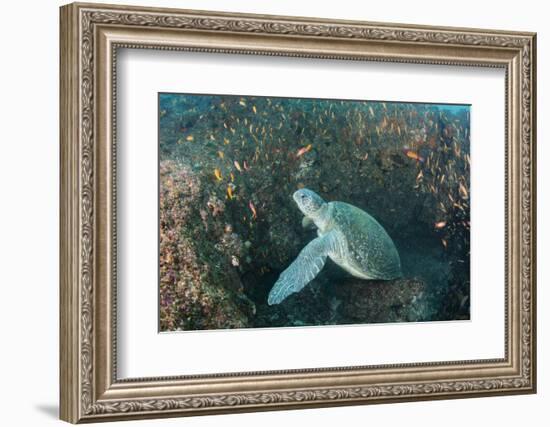 Green Sea Turtle, Aliwal Shoal, Umkomaas, KwaZulu-Natal, South Africa-Pete Oxford-Framed Photographic Print
