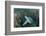 Green Sea Turtle, Aliwal Shoal, Umkomaas, KwaZulu-Natal, South Africa-Pete Oxford-Framed Photographic Print