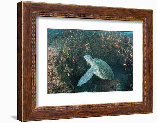 Green Sea Turtle, Aliwal Shoal, Umkomaas, KwaZulu-Natal, South Africa-Pete Oxford-Framed Photographic Print