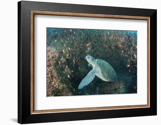 Green Sea Turtle, Aliwal Shoal, Umkomaas, KwaZulu-Natal, South Africa-Pete Oxford-Framed Photographic Print