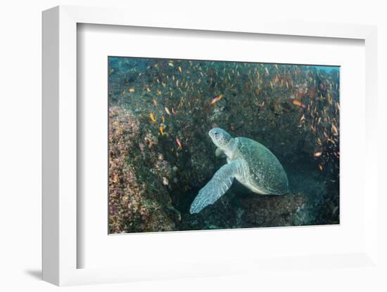 Green Sea Turtle, Aliwal Shoal, Umkomaas, KwaZulu-Natal, South Africa-Pete Oxford-Framed Photographic Print