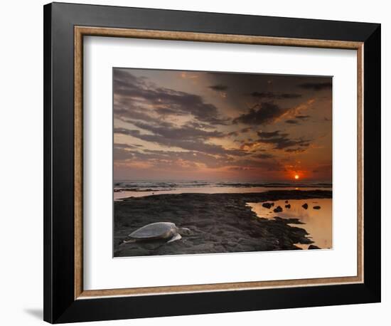 Green Sea Turtle at Sunset, Honokohau Bay, Hawaii, USA-Jaynes Gallery-Framed Photographic Print