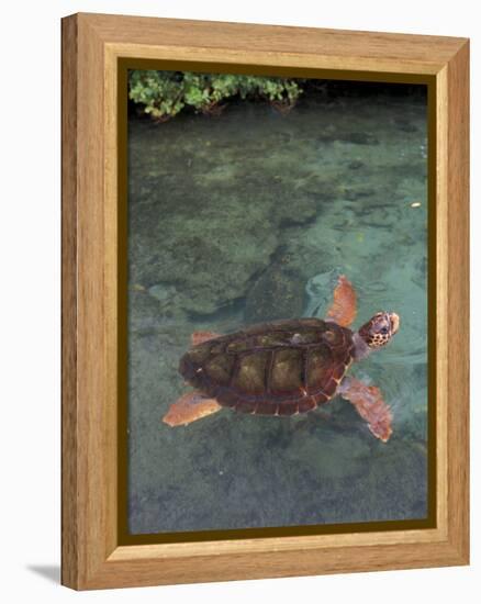 Green Sea Turtle, Bocas del Toro Islands, Panama-Art Wolfe-Framed Premier Image Canvas