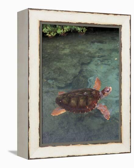 Green Sea Turtle, Bocas del Toro Islands, Panama-Art Wolfe-Framed Premier Image Canvas