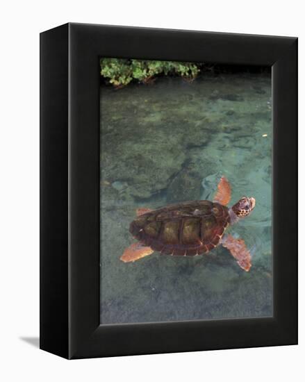 Green Sea Turtle, Bocas del Toro Islands, Panama-Art Wolfe-Framed Premier Image Canvas