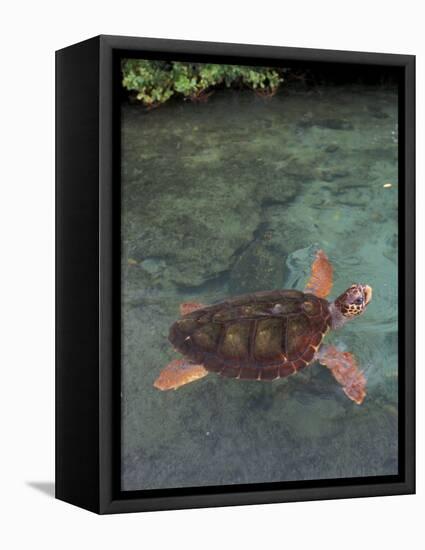 Green Sea Turtle, Bocas del Toro Islands, Panama-Art Wolfe-Framed Premier Image Canvas