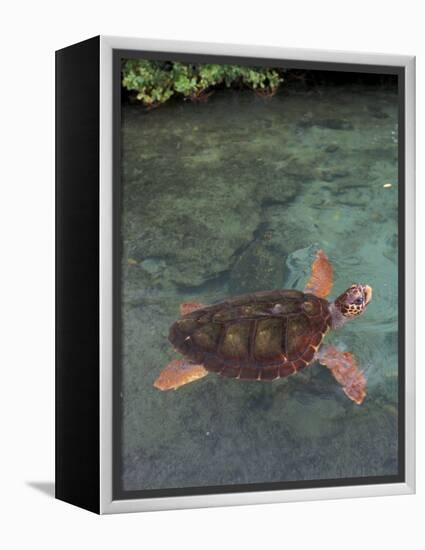 Green Sea Turtle, Bocas del Toro Islands, Panama-Art Wolfe-Framed Premier Image Canvas