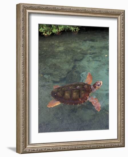 Green Sea Turtle, Bocas del Toro Islands, Panama-Art Wolfe-Framed Photographic Print