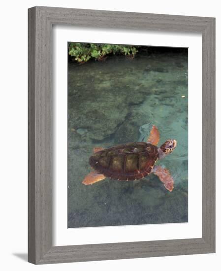 Green Sea Turtle, Bocas del Toro Islands, Panama-Art Wolfe-Framed Photographic Print