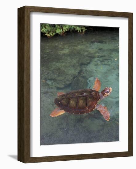 Green Sea Turtle, Bocas del Toro Islands, Panama-Art Wolfe-Framed Photographic Print