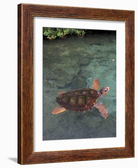 Green Sea Turtle, Bocas del Toro Islands, Panama-Art Wolfe-Framed Photographic Print