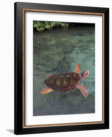 Green Sea Turtle, Bocas del Toro Islands, Panama-Art Wolfe-Framed Photographic Print