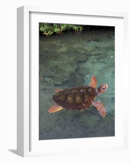 Green Sea Turtle, Bocas del Toro Islands, Panama-Art Wolfe-Framed Photographic Print