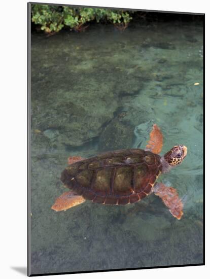 Green Sea Turtle, Bocas del Toro Islands, Panama-Art Wolfe-Mounted Photographic Print