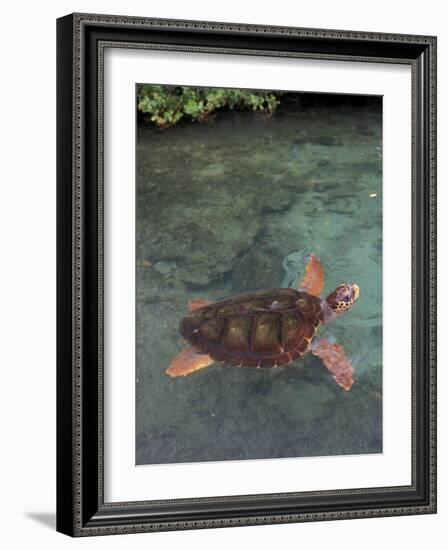 Green Sea Turtle, Bocas del Toro Islands, Panama-Art Wolfe-Framed Photographic Print