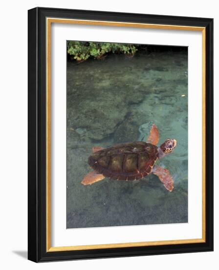 Green Sea Turtle, Bocas del Toro Islands, Panama-Art Wolfe-Framed Photographic Print