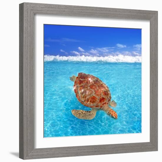 Green Sea Turtle Chelonia Mydas Caribbean Sea Cheloniidae Water Surface-Natureworld-Framed Photographic Print