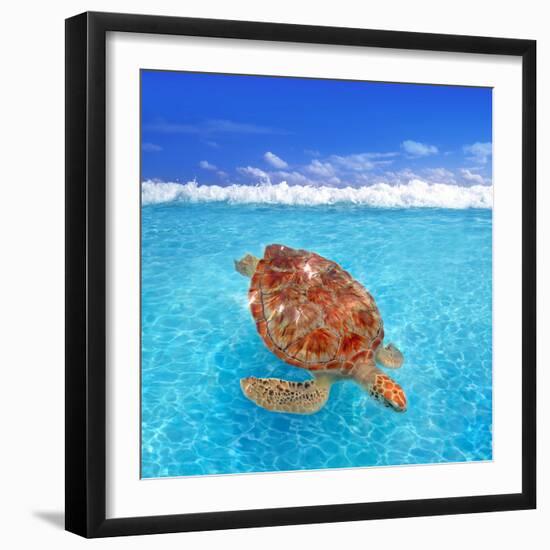 Green Sea Turtle Chelonia Mydas Caribbean Sea Cheloniidae Water Surface-Natureworld-Framed Photographic Print