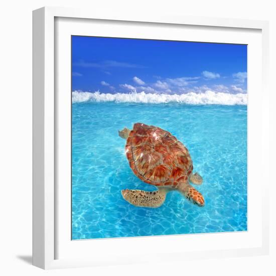 Green Sea Turtle Chelonia Mydas Caribbean Sea Cheloniidae Water Surface-Natureworld-Framed Photographic Print