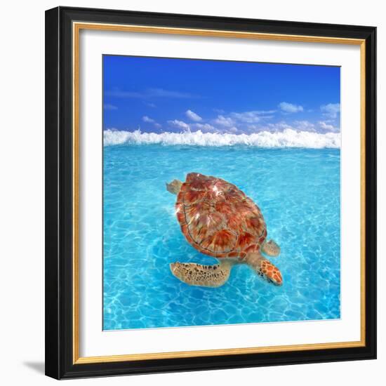 Green Sea Turtle Chelonia Mydas Caribbean Sea Cheloniidae Water Surface-Natureworld-Framed Photographic Print