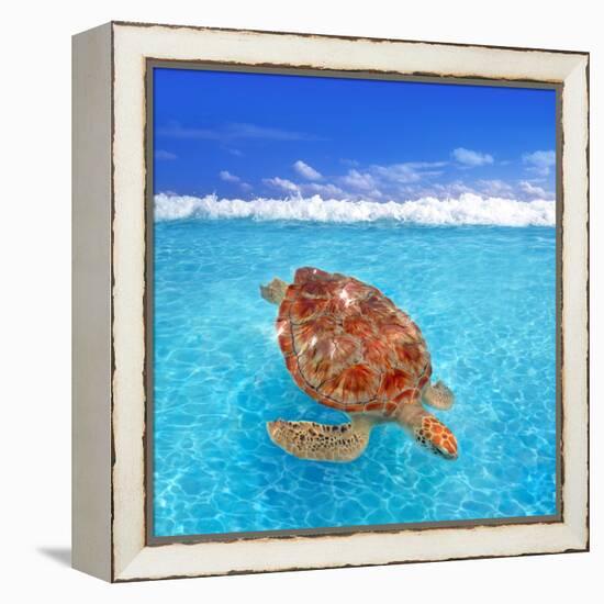 Green Sea Turtle Chelonia Mydas Caribbean Sea Cheloniidae Water Surface-Natureworld-Framed Premier Image Canvas