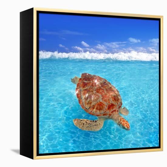 Green Sea Turtle Chelonia Mydas Caribbean Sea Cheloniidae Water Surface-Natureworld-Framed Premier Image Canvas