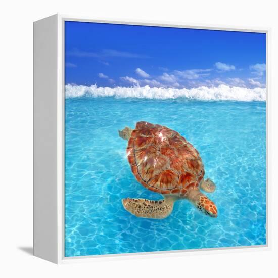 Green Sea Turtle Chelonia Mydas Caribbean Sea Cheloniidae Water Surface-Natureworld-Framed Premier Image Canvas