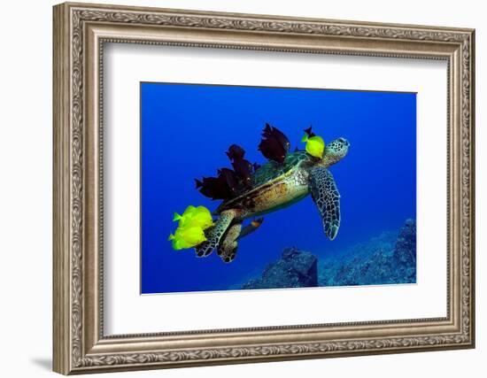 Green sea turtle (Chelonia mydas) gets cleaned by yellow tangs (Zebrasoma flavescens)-Andre Seale-Framed Photographic Print