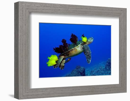 Green sea turtle (Chelonia mydas) gets cleaned by yellow tangs (Zebrasoma flavescens)-Andre Seale-Framed Photographic Print