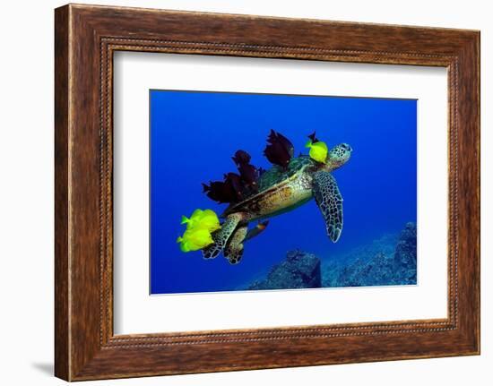 Green sea turtle (Chelonia mydas) gets cleaned by yellow tangs (Zebrasoma flavescens)-Andre Seale-Framed Photographic Print