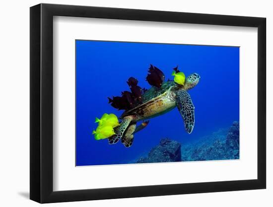 Green sea turtle (Chelonia mydas) gets cleaned by yellow tangs (Zebrasoma flavescens)-Andre Seale-Framed Photographic Print