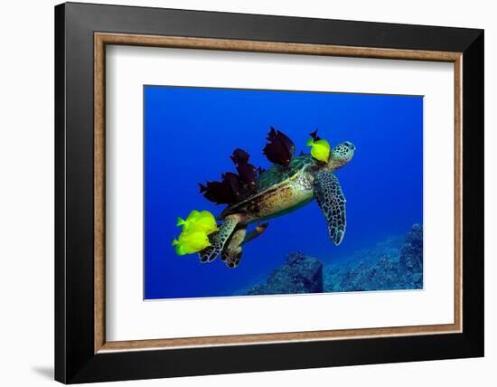 Green sea turtle (Chelonia mydas) gets cleaned by yellow tangs (Zebrasoma flavescens)-Andre Seale-Framed Photographic Print