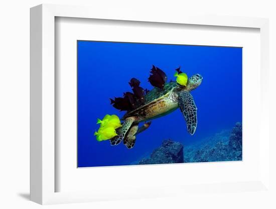 Green sea turtle (Chelonia mydas) gets cleaned by yellow tangs (Zebrasoma flavescens)-Andre Seale-Framed Photographic Print