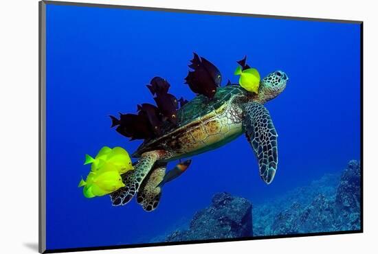 Green sea turtle (Chelonia mydas) gets cleaned by yellow tangs (Zebrasoma flavescens)-Andre Seale-Mounted Photographic Print