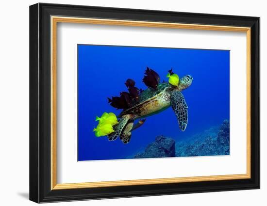 Green sea turtle (Chelonia mydas) gets cleaned by yellow tangs (Zebrasoma flavescens)-Andre Seale-Framed Photographic Print