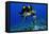 Green sea turtle, Chelonia mydas, gets cleaned by yellow tangs, Zebrasoma flavescens-Andre Seale-Framed Premier Image Canvas
