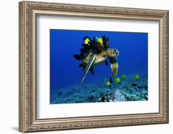 Green sea turtle, Chelonia mydas, gets cleaned by yellow tangs, Zebrasoma flavescens-Andre Seale-Framed Photographic Print