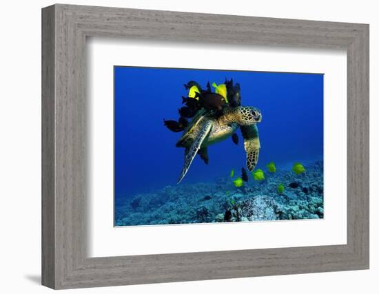 Green sea turtle, Chelonia mydas, gets cleaned by yellow tangs, Zebrasoma flavescens-Andre Seale-Framed Photographic Print