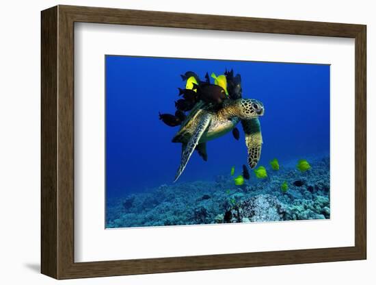 Green sea turtle, Chelonia mydas, gets cleaned by yellow tangs, Zebrasoma flavescens-Andre Seale-Framed Photographic Print