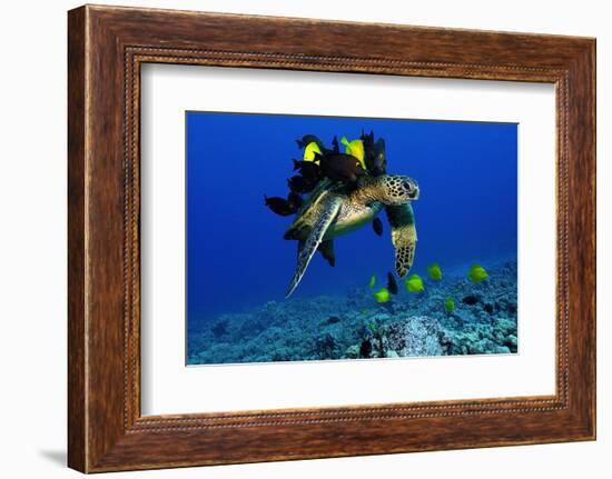 Green sea turtle, Chelonia mydas, gets cleaned by yellow tangs, Zebrasoma flavescens-Andre Seale-Framed Photographic Print