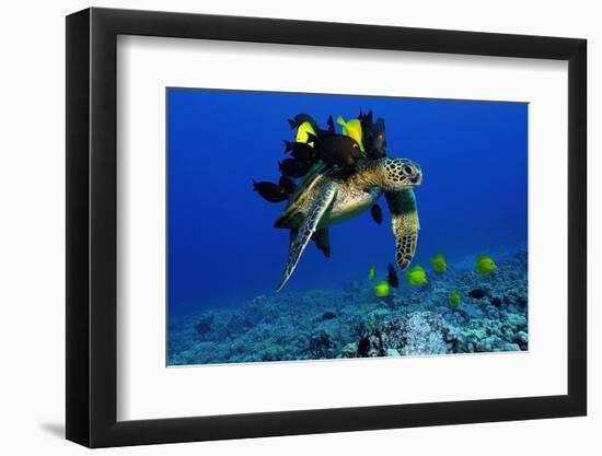 Green sea turtle, Chelonia mydas, gets cleaned by yellow tangs, Zebrasoma flavescens-Andre Seale-Framed Photographic Print