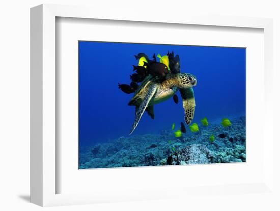 Green sea turtle, Chelonia mydas, gets cleaned by yellow tangs, Zebrasoma flavescens-Andre Seale-Framed Photographic Print