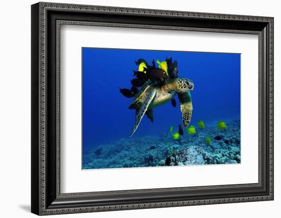 Green sea turtle, Chelonia mydas, gets cleaned by yellow tangs, Zebrasoma flavescens-Andre Seale-Framed Photographic Print