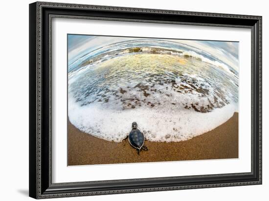 Green Sea Turtle (Chelonia Mydas) Hatchling on Beach, Tortuguero, Costa Rica-null-Framed Photographic Print