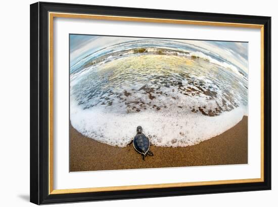 Green Sea Turtle (Chelonia Mydas) Hatchling on Beach, Tortuguero, Costa Rica-null-Framed Photographic Print