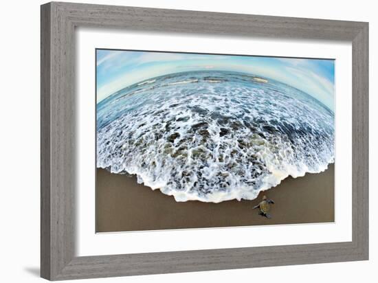 Green Sea Turtle (Chelonia Mydas) Hatchling, Tortuguero, Costa Rica-null-Framed Photographic Print